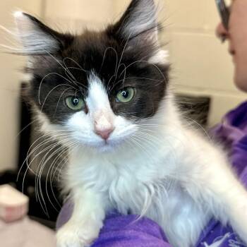 Dennis -  Domestic Long Hair Cat for Adoption in Matteson, Illinois - Dennis | PetCurious