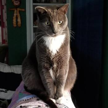 Jack -  Domestic Short Hair Cat for Adoption in Pasadena, California - Jack | PetCurious