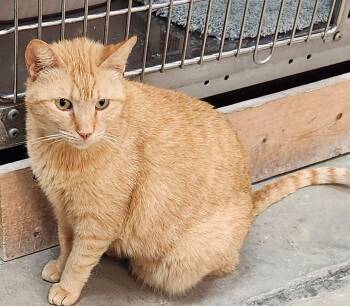 Domestic Short Hair Cats Available for Adoption in San Antonio, Texas - Jinxie | PetCurious