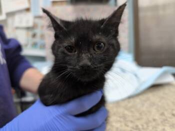 Rescue Domestic Short Hair Cats for Adoption in Maumee, Ohio - Beans | PetCurious