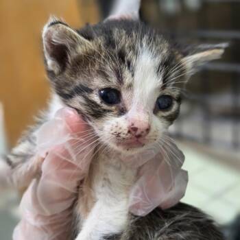 Chocolate -  Domestic Short Hair Cat for Adoption in Charleston, West Virginia - Chocolate | PetCurious