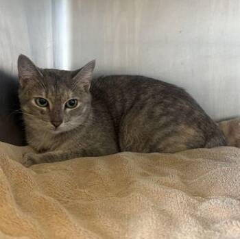 GOOSE -  Domestic Short Hair Cat for Adoption in Fernandina Beach, Florida - GOOSE | PetCurious