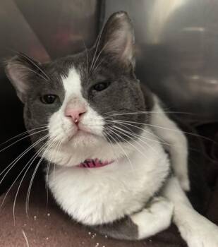 Uther -  Domestic Short Hair Cat for Adoption in Fishers, Indiana - Uther | PetCurious