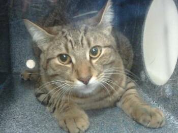 LEO -  Domestic Short Hair Cat for Adoption in Dallas, Texas - LEO | PetCurious