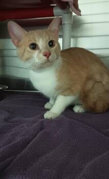 Kai -  Domestic Short Hair Cat for Adoption in Cincinnati, Ohio - Kai | PetCurious