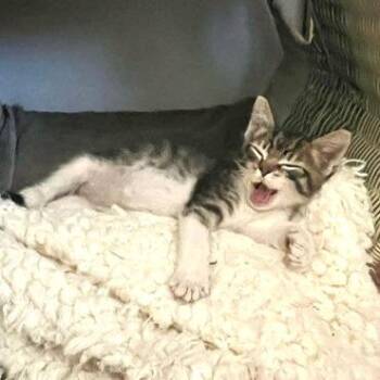 Chewy* -  Domestic Medium Hair Cat for Adoption in San Gabriel, California - Chewy* | PetCurious