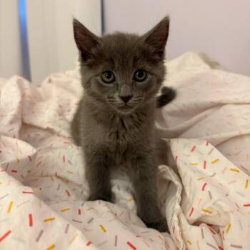 Domestic Short Hair Cats Available for Adoption in Potomac, Maryland - Matilda | PetCurious