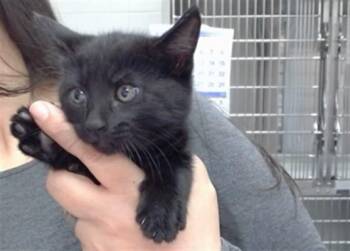 SAPPHIRE -  Domestic Short Hair Cat for Adoption in Salinas, California - SAPPHIRE | PetCurious