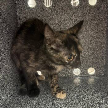 Habanero -  Domestic Short Hair Cat for Adoption in Lufkin, Texas - Habanero | PetCurious