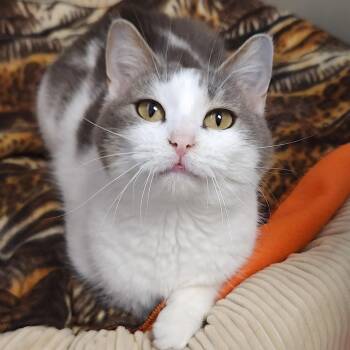 Muriel -  Domestic Short Hair Cat for Adoption in Marshfield, Wisconsin - Muriel | PetCurious