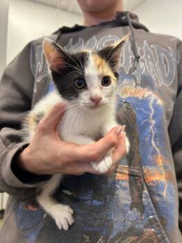 Dott -  Domestic Short Hair Cat for Adoption in Thousand Oaks, California - Dott | PetCurious