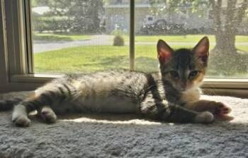 93080a Foxy-PetSmart Mt. Pleasant -  Domestic Short Hair Cat for Adoption in North Charleston, South Carolina - 93080a Foxy-PetSmart Mt. Pleasant | PetCurious