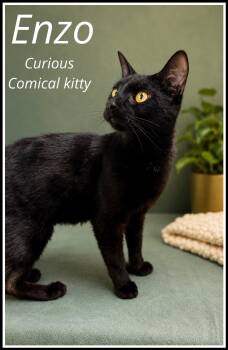 Domestic Short Hair Cats Available for Adoption in Greenville, Delaware - Enzo (FCID# 04/28/2026 - 101) Willow Grove | PetCurious