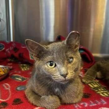 Frak -  Domestic Short Hair Cat for Adoption in Knoxville, Tennessee - Frak | PetCurious