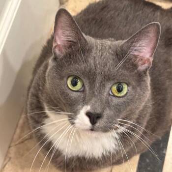 Domestic Short Hair Cats Available for Adoption in Los Angeles, California - Quincy | PetCurious