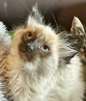 Domestic Medium Hair and Siamese Cats Available for Adoption in Campbell, California - Soba | PetCurious