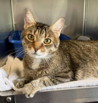 Kobe -  Domestic Short Hair Cat for Adoption in Georgina, Ontario - Kobe | PetCurious