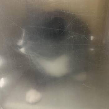 Domestic Short Hair Cats Available for Adoption in Philadelphia, Pennsylvania - Bootsie Collins | PetCurious