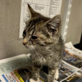 Domestic Short Hair Cats Available for Adoption in Yuma, Arizona - Emmers | PetCurious