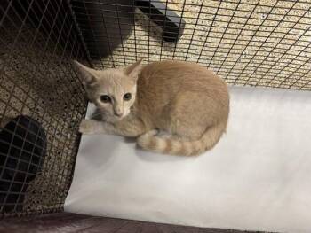 HERCULES -  Domestic Short Hair Cat for Adoption in Doral, Florida - HERCULES | PetCurious