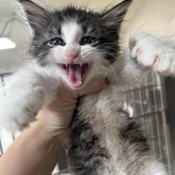 Domestic Long Hair Cats Available for Adoption in Leander, Texas - Nile | PetCurious
