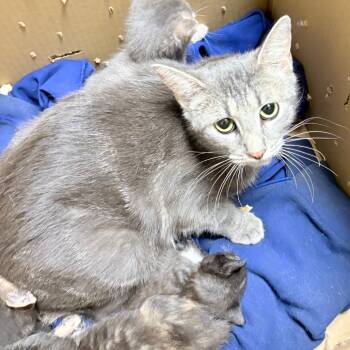 Ravioli -  Domestic Short Hair Cat for Adoption in Philadelphia, Pennsylvania - Ravioli | PetCurious
