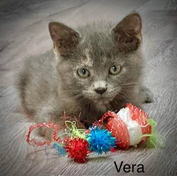 Vera -  Domestic Short Hair and Russian Blue Cat for Adoption in St. George, Utah - Vera | PetCurious