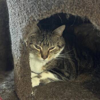Shortbread -  Domestic Short Hair Cat for Adoption in Milford, Iowa - Shortbread | PetCurious