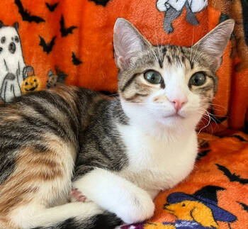 Rescue Domestic Short Hair Cats for Adoption in Salinas, California - Bella | PetCurious