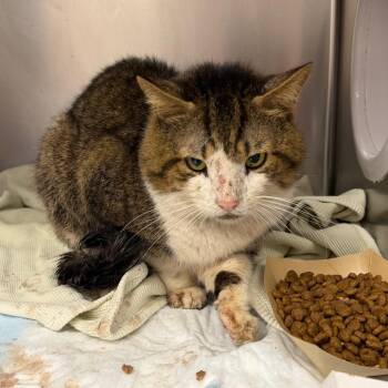 WAGS-Stray-22179 -  Domestic Medium Hair Cat for Adoption in Westminster, California - WAGS-Stray-22179 | PetCurious