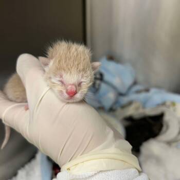 Rescue Domestic Short Hair Cats for Adoption in Bastrop, Texas - Miracle 25-04-160 | PetCurious