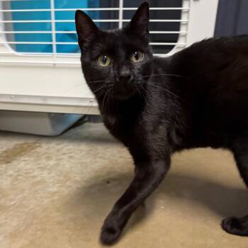 Magic 8 Ball -  Domestic Short Hair Cat for Adoption in Waynesville, North Carolina - Magic 8 Ball | PetCurious