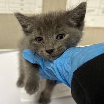 Domestic Short Hair Cats Available for Adoption in Yuma, Arizona - Ducky | PetCurious