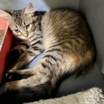 AMBER -  Domestic Medium Hair Cat for Adoption in Kyle, Texas - AMBER | PetCurious