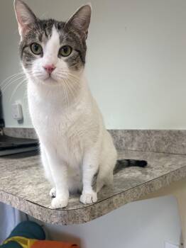 Domestic Short Hair Cats Available for Adoption - Slim | PetCurious