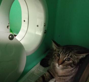 Waylon -  Domestic Short Hair Cat for Adoption - Waylon | PetCurious