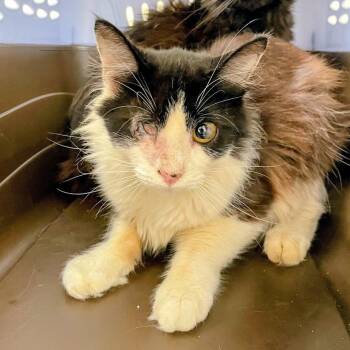 Mahjong -  Domestic Medium Hair Cat for Adoption in Lyndhurst, Virginia - Mahjong | PetCurious