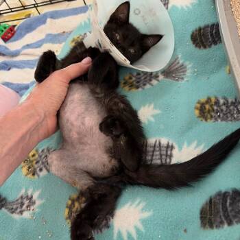 Euclid -  Domestic Short Hair Cat for Adoption in Los Angeles, California - Euclid | PetCurious