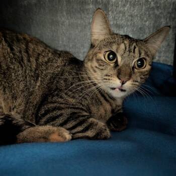 Cyan -  Domestic Short Hair Cat for Adoption in Titusville, Florida - Cyan | PetCurious