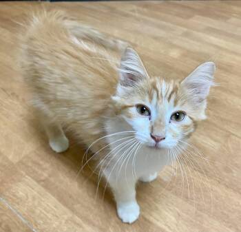 Presto -  Domestic Long Hair and Tabby Cat for Adoption in Fargo, North Dakota - Presto | PetCurious