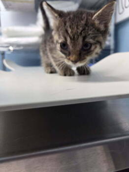 Rescue Domestic Short Hair Cats for Adoption in Evansville, Indiana - Nilla Waffers | PetCurious