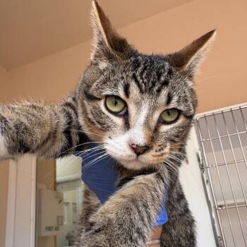 Aye -  Domestic Short Hair Cat for Adoption in Kanab, Utah - Aye | PetCurious
