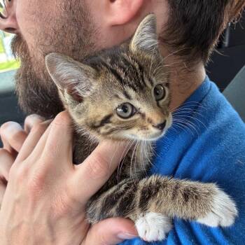 Frieza -  Domestic Short Hair Cat for Adoption in NEW PT RICHEY, Florida - Frieza | PetCurious