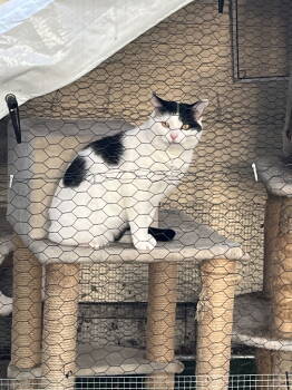 Rescue Domestic Short Hair Cats for Adoption in Clinton, Michigan - Frankie | PetCurious