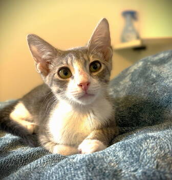 Rescue Domestic Short Hair Cats for Adoption in Fort Myers, Florida - Rex | PetCurious