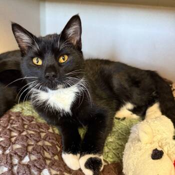 Rescue Domestic Short Hair Cats for Adoption in Pagosa Springs, Colorado - Steinbeck | PetCurious