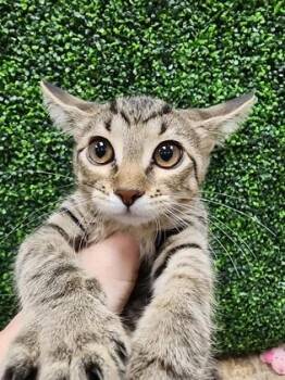 Jyn $50 @ Petco -  Domestic Short Hair Cat for Adoption in Seneca, South Carolina - Jyn $50 @ Petco | PetCurious