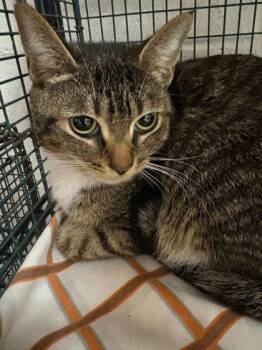 Domestic Short Hair Cats Available for Adoption - Dozy | PetCurious
