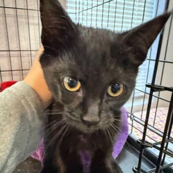 Sabrina (FKA Meow) -  Domestic Short Hair Cat for Adoption in Midland, Texas - Sabrina (FKA Meow) | PetCurious