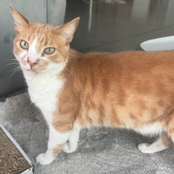 Rescue Domestic Short Hair Cats for Adoption in Los Angeles, California - Buckley | PetCurious
